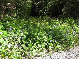 Ground covering plant with creepy vine stalks covered with green leaves