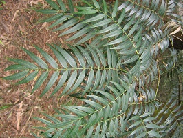 Plant with long green stalks with thin dark green leaves attached